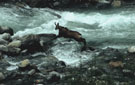 <center>
Après avoir longuement cherché un endroit pour franchir le torrent,<br>
il trouve cette roche et en deux bonds, il rejoint l'autre rive ! chamois torrent saut grand paradis alpes 